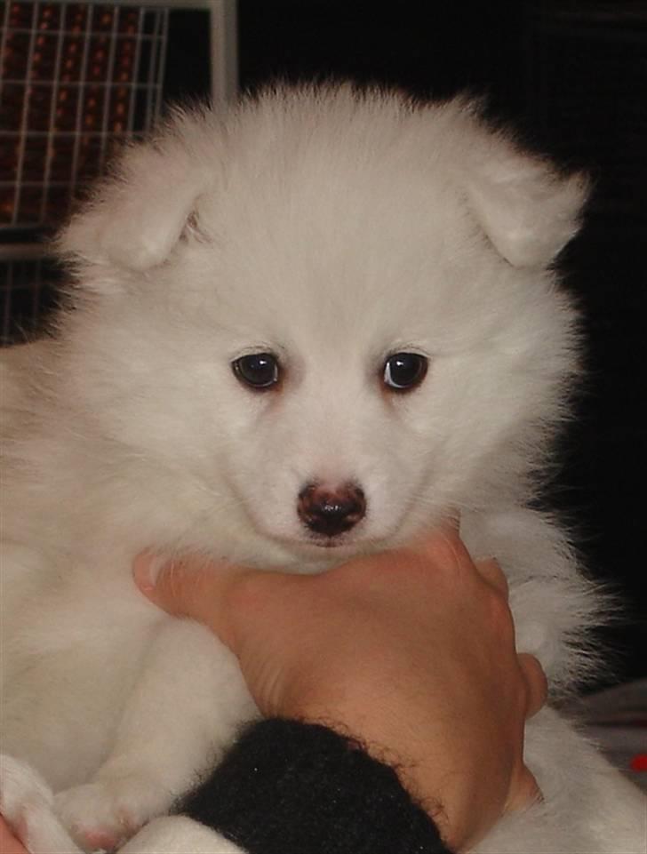 Japansk spids Lucky - Her er Lucky 6 uger gammel billede 6
