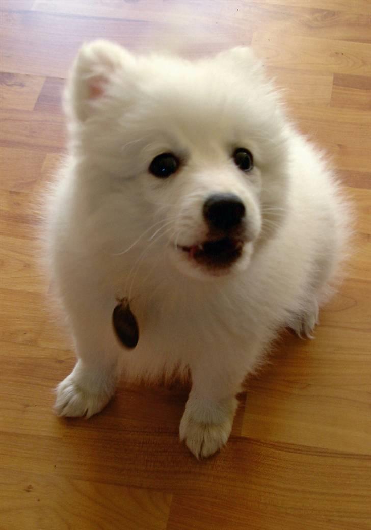 Japansk spids Lucky - "Du skal ikke komme her da!!" - "Kan altså godt prøve på at være farlig!!" billede 7