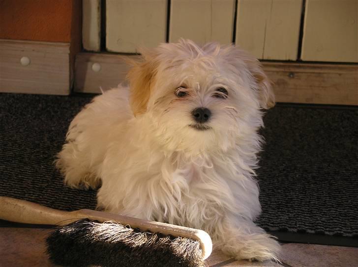 Malteser Zippe billede 9