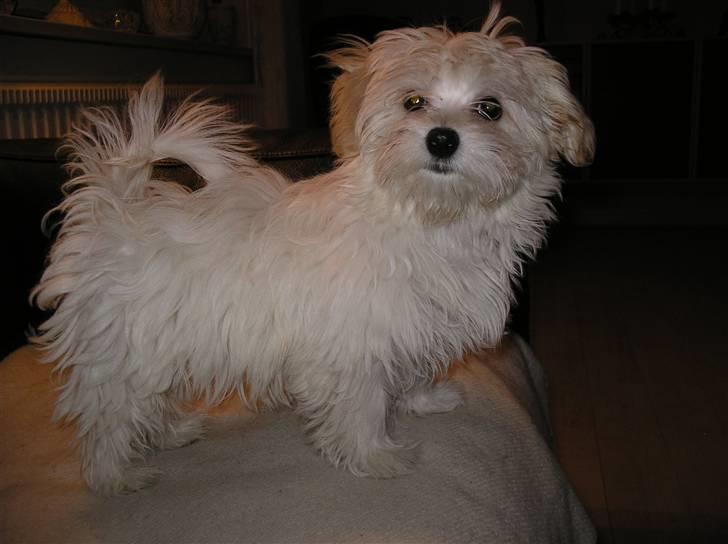 Malteser Zippe billede 10