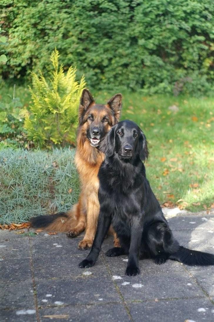 Flat coated retriever Troels billede 2