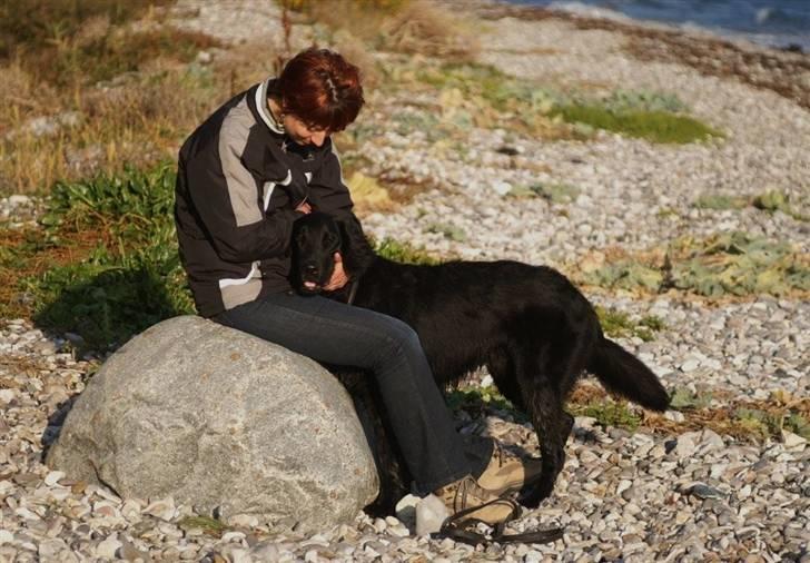 Flat coated retriever Troels billede 3