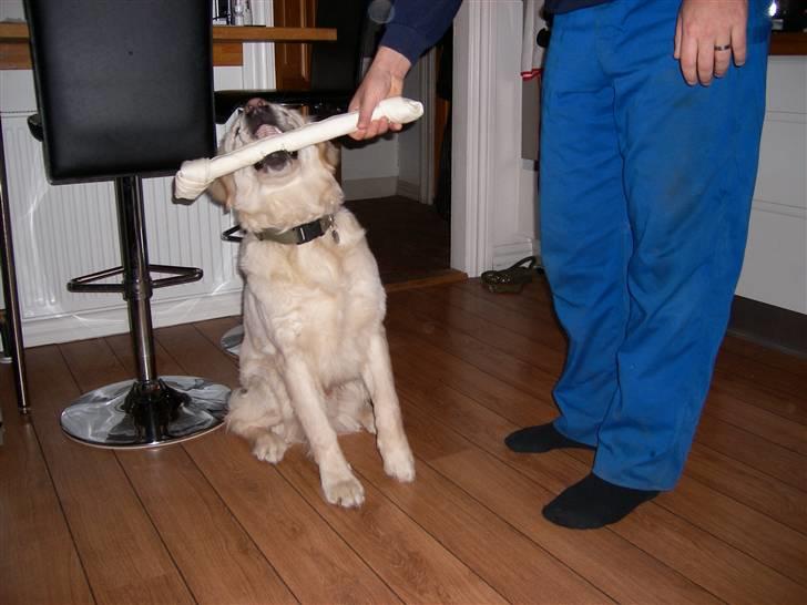 Golden retriever Lapija´s Bulder Balou billede 8