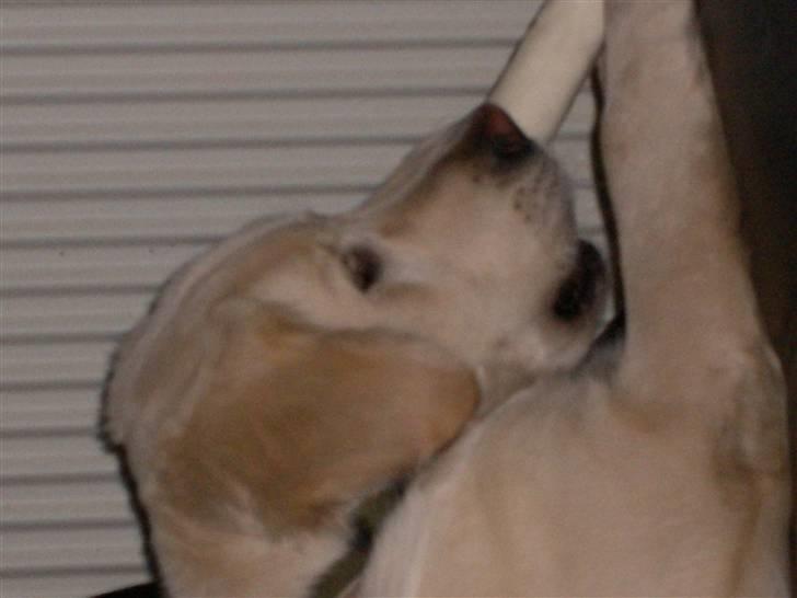 Golden retriever Lapija´s Bulder Balou billede 9