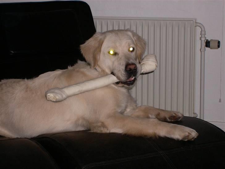 Golden retriever Lapija´s Bulder Balou billede 10