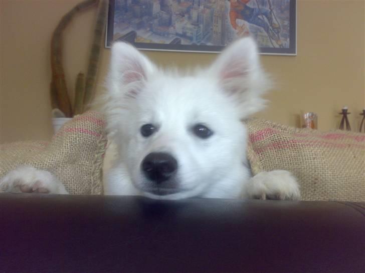 Japansk spids Lucky billede 8