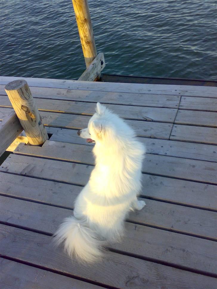 Japansk spids Lucky - På strand tur med Chaos, der blev lige tid til et billede billede 9
