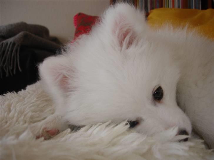 Japansk spids Lucky billede 10