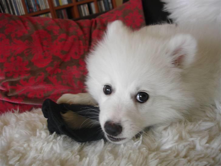 Japansk spids Lucky - "Det er MIN sok!!" billede 11