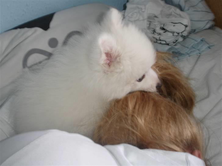 Japansk spids Lucky - "Jeg fangede dig mor..... jeg har dig, jeg har dig!" billede 12