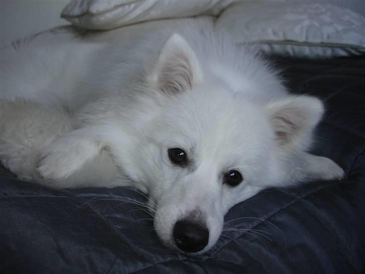 Japansk spids Lucky - November 2007 billede 13