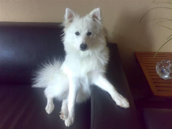 Japansk spids Lucky - "Kan sidde pænt, kan jeg!" billede 14