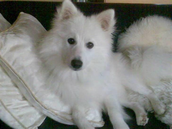 Japansk spids Lucky - Prinsen på puderne :o) billede 15