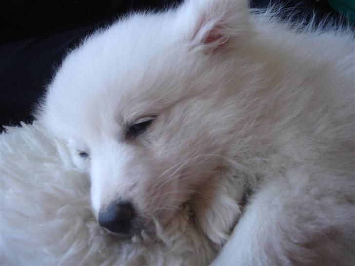 Japansk spids Lucky billede 17