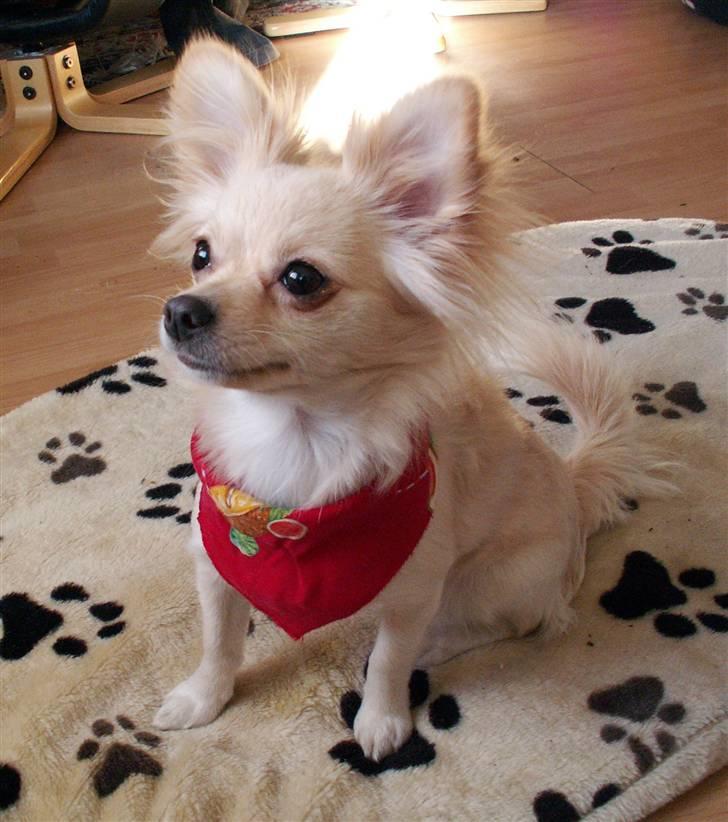 Blanding af racer Lillie billede 1