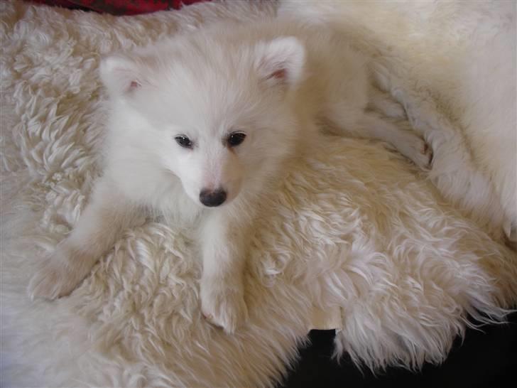 Japansk spids Lucky billede 18