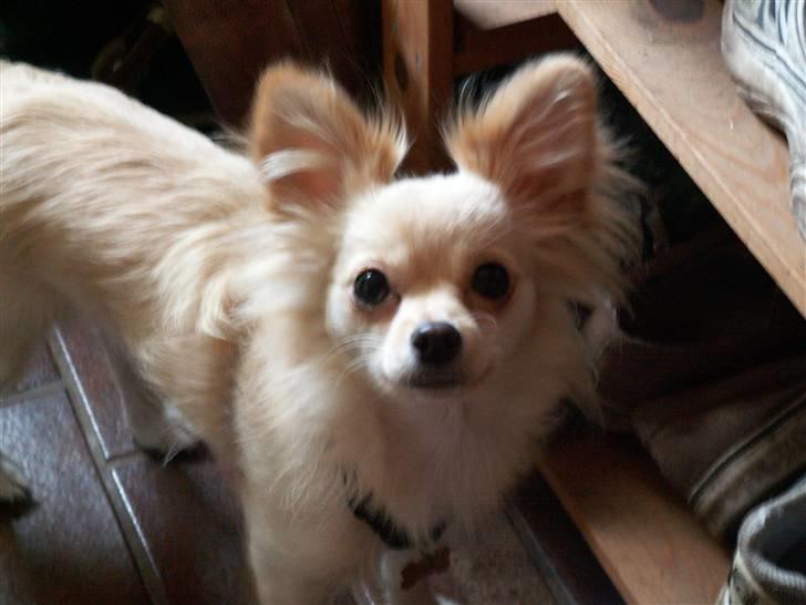 Blanding af racer Lillie - Er jeg ikke bare nuttet billede 2