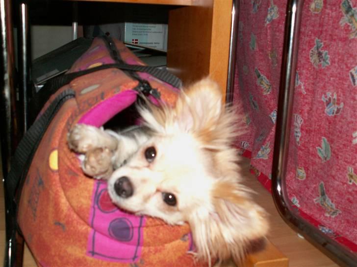 Blanding af racer Lillie - Her er så min taske, den er god at sove i hvis man fryser billede 3