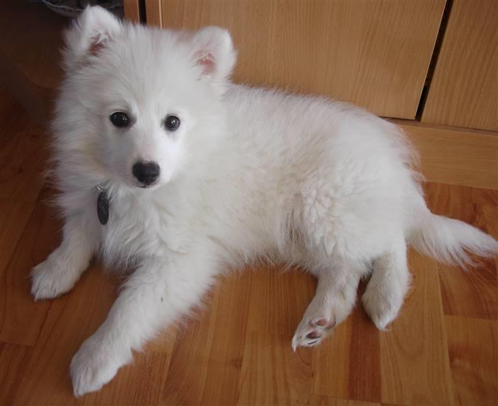 Japansk spids Lucky billede 19