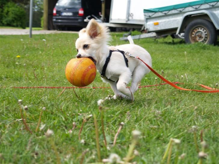 Blanding af racer Lillie - Jupiii elsker at spille bold billede 4