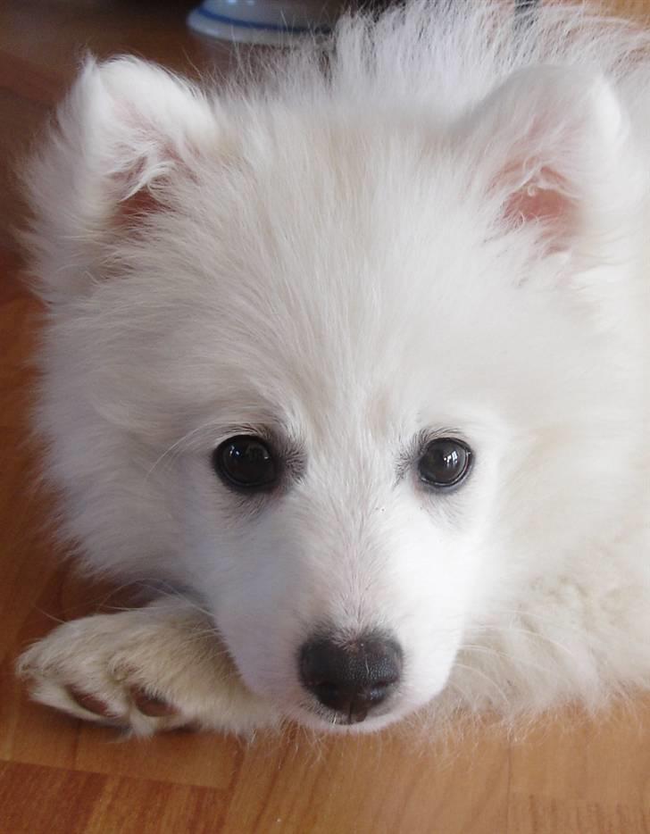 Japansk spids Lucky billede 20