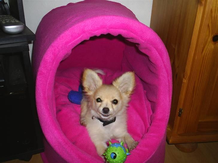 Blanding af racer Lillie - Her er så min hule som jeg bla. bor i billede 5