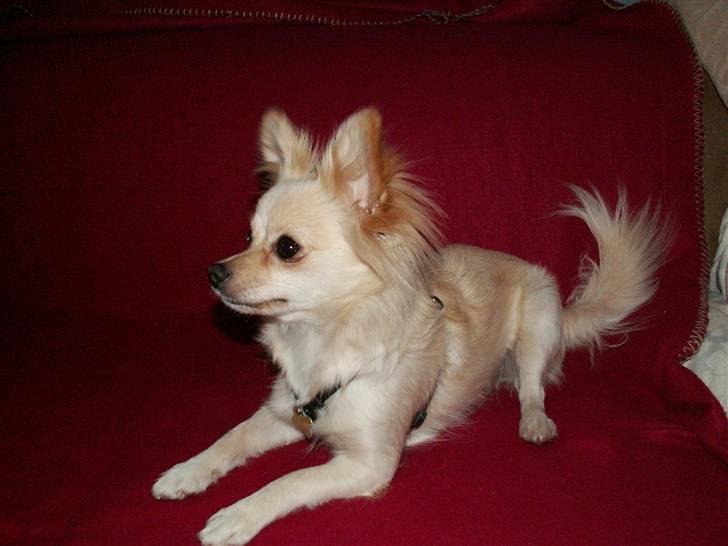 Blanding af racer Lillie billede 6