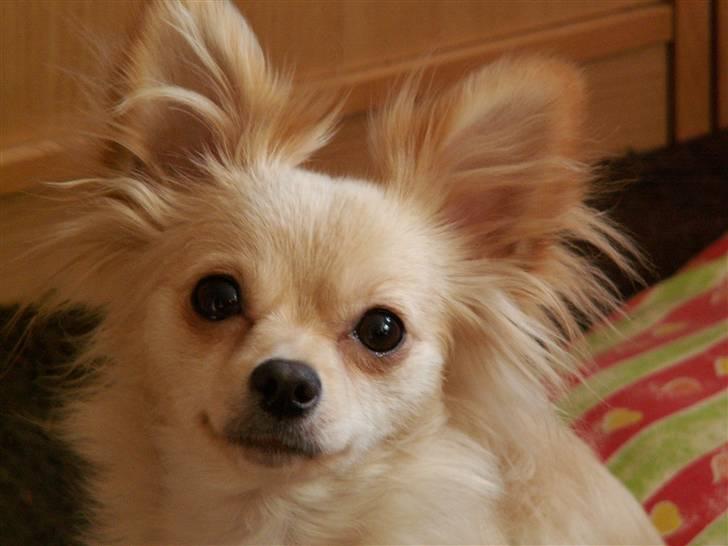 Blanding af racer Lillie billede 8