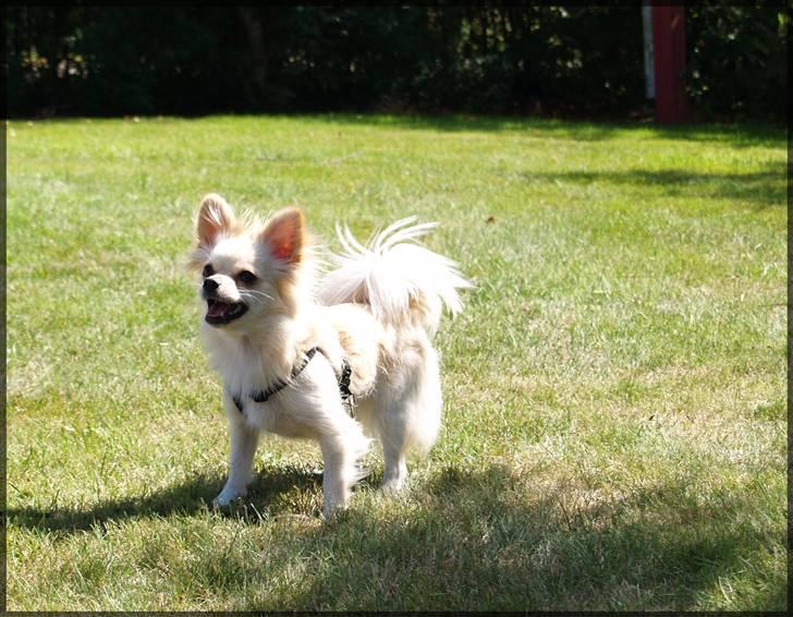 Blanding af racer Lillie billede 9