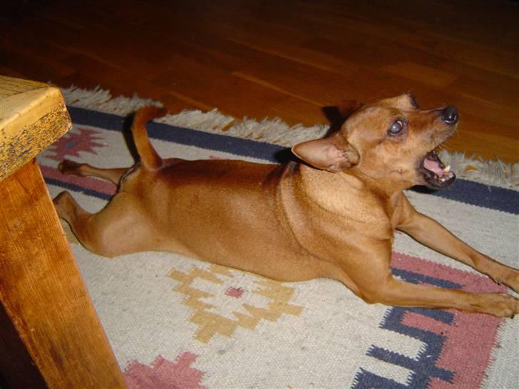 Dvaergpinscher Nuller - RIP† - jeg kan ikke andet end smile når jeg ser det her. skøre hund. billede 12