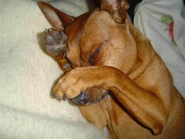 Dvaergpinscher Nuller - RIP† - sødeste ting ever. elsker det.. elsker dig. billede 13