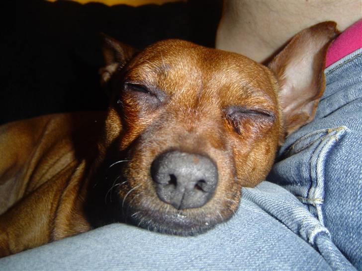 Dvaergpinscher Nuller - RIP† - jeg savner at kysse din snude. billede 14