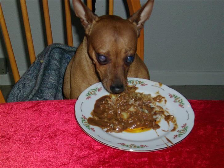 Dvaergpinscher Nuller - RIP† - folk vil nok ikke kunne forstår hvor meget en del af os du var. nu kan de se det. billede 15