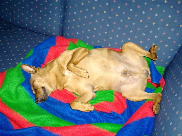 Dvaergpinscher Nuller - RIP† - du var altid så magelig.. fyldte hele sofaen. jeg savner at bliver sur på dig over det. billede 16