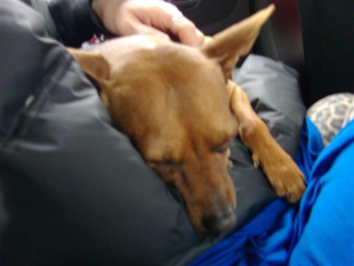 Dvaergpinscher Nuller - RIP† - behøver jeg sige noget? du hadede det. billede 17