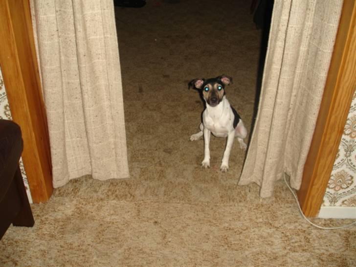 Dansk svensk gaardhund RONJA billede 2