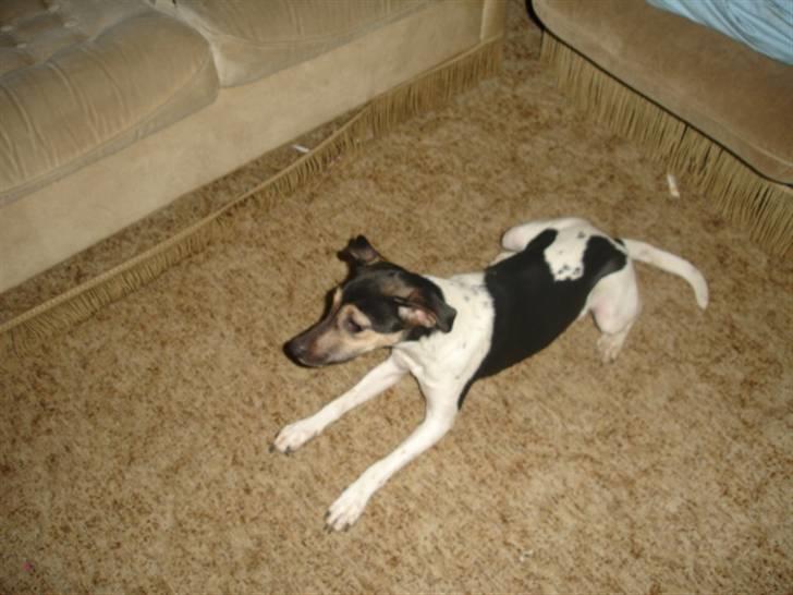 Dansk svensk gaardhund RONJA billede 3