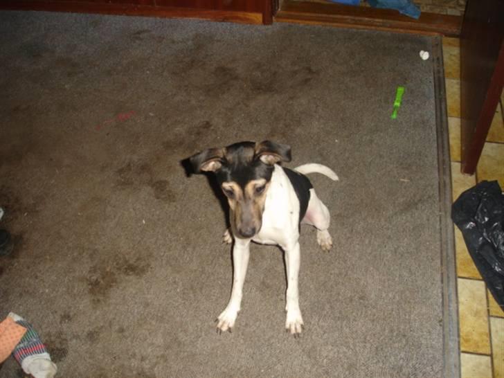 Dansk svensk gaardhund RONJA billede 5