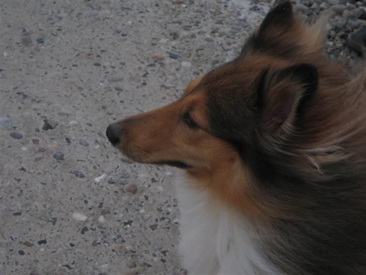 Shetland sheepdog <3Tjalfe<3 - hoved billede=) billede 1