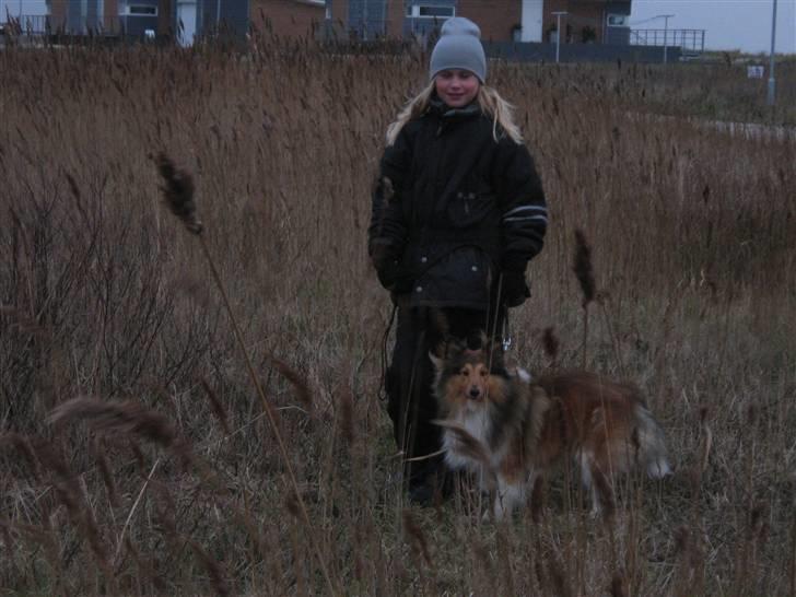 Shetland sheepdog <3Tjalfe<3 - Her er Malou så med Tjalfe ved fjorden i stiv vestvind billede 2