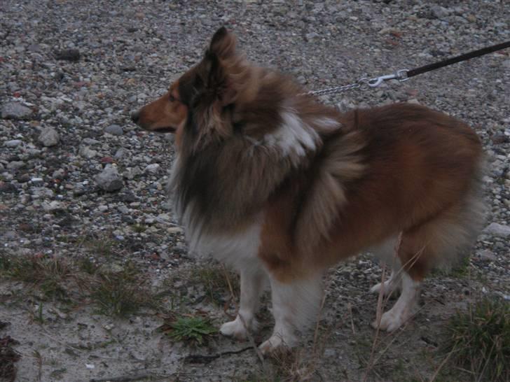 Shetland sheepdog <3Tjalfe<3 billede 3