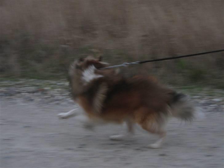 Shetland sheepdog <3Tjalfe<3 - er du med deromme?!! billede 4