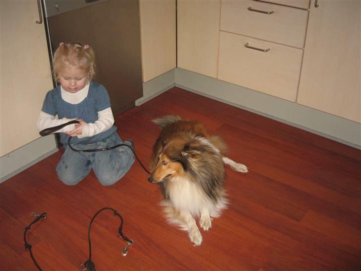 Shetland sheepdog <3Tjalfe<3 - min lillesøster holder tjalfe i snor=) billede 5