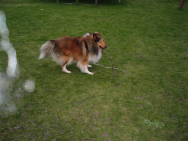 Shetland sheepdog <3Tjalfe<3 - pinde kan da også spises he he=) billede 6