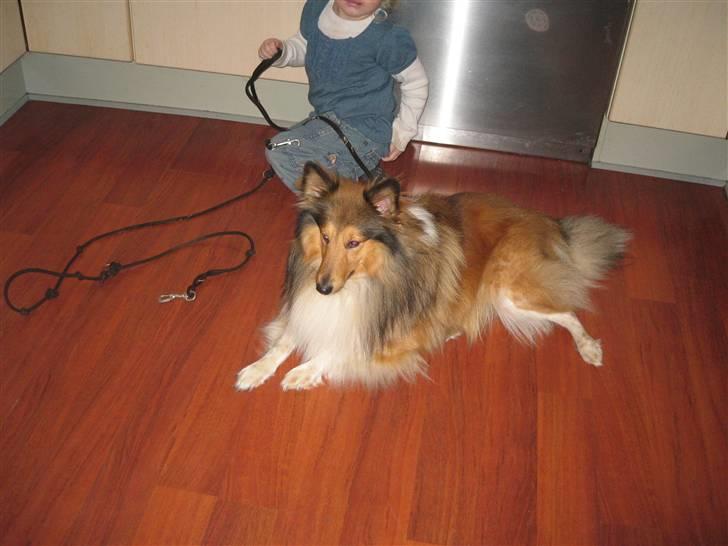 Shetland sheepdog <3Tjalfe<3 - det dejlig at tag sig en slapper billede 7