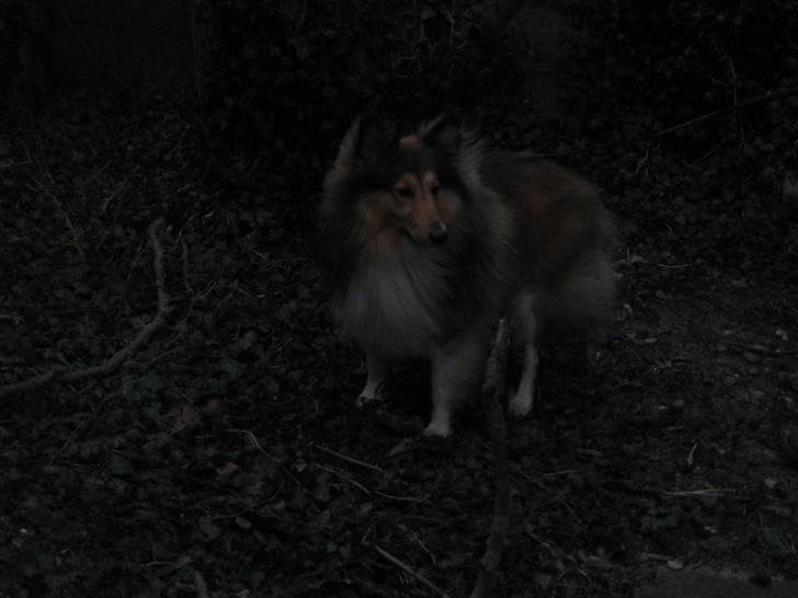 Shetland sheepdog <3Tjalfe<3 - godt billede taget af nanna/nanse=) billede 8