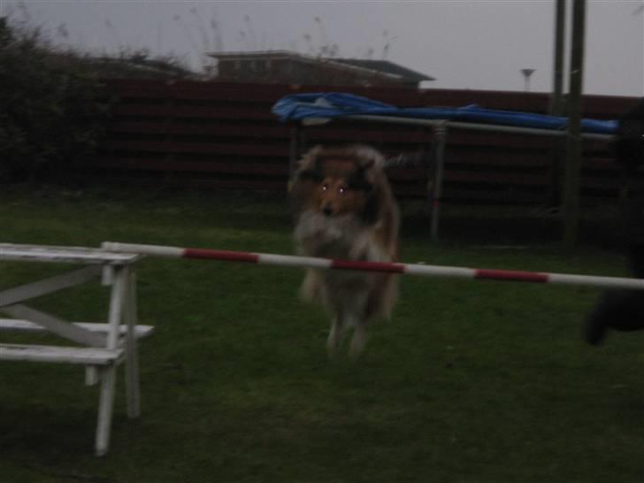Shetland sheepdog <3Tjalfe<3 - så springer vi lidt højere=D billede 9