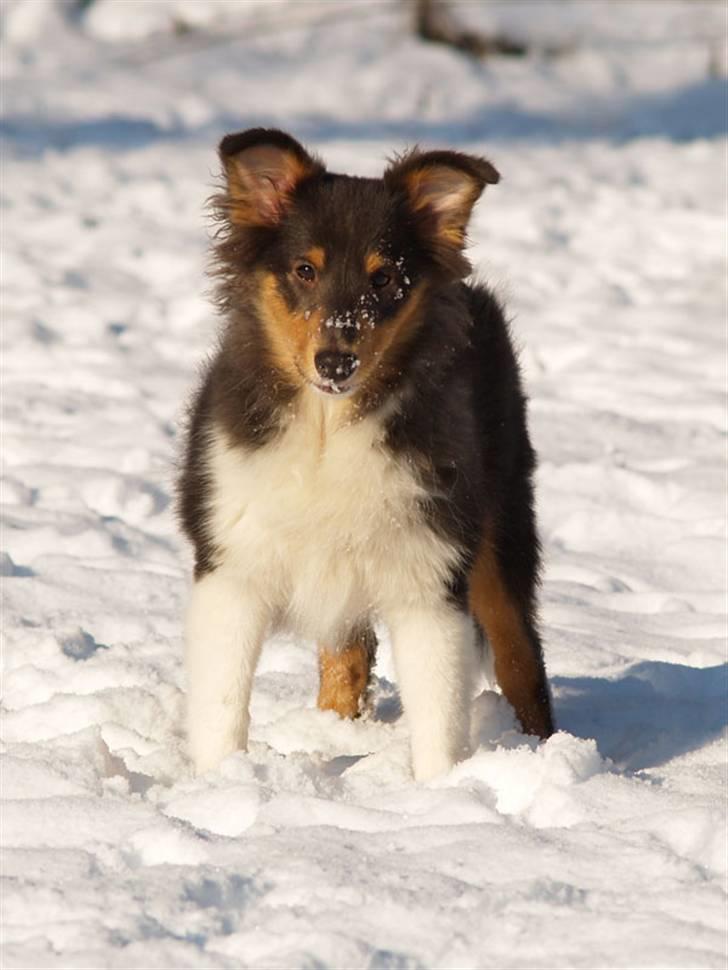 Shetland sheepdog Angel - R.I.P - Angel 5 måneder gammel billede 13