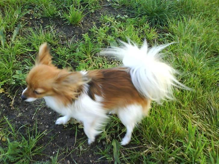 Papillon molly - jeg er lige ude og blive luftet billede 9