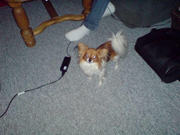 Papillon molly billede 10